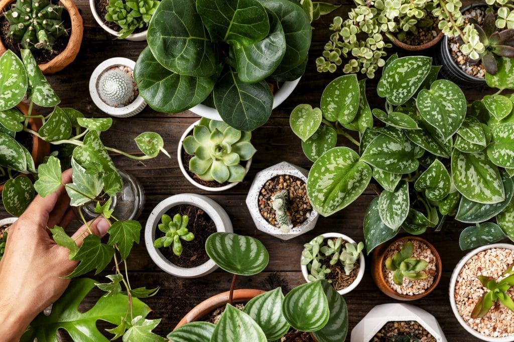 How to Move House with Your Plants: A Complete Guide 2 How to Move House with Your Plants: A complete guide